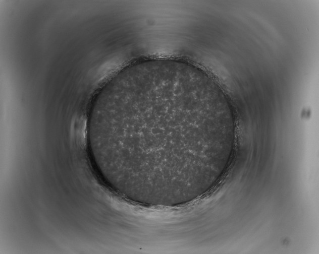 X0000097970024200804071110