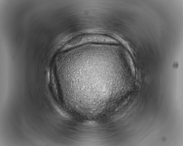 X0000097970061200804071109