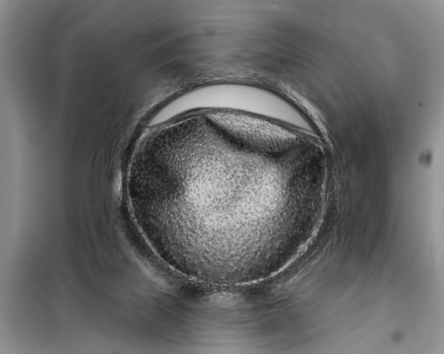 X0000097970067200804071109