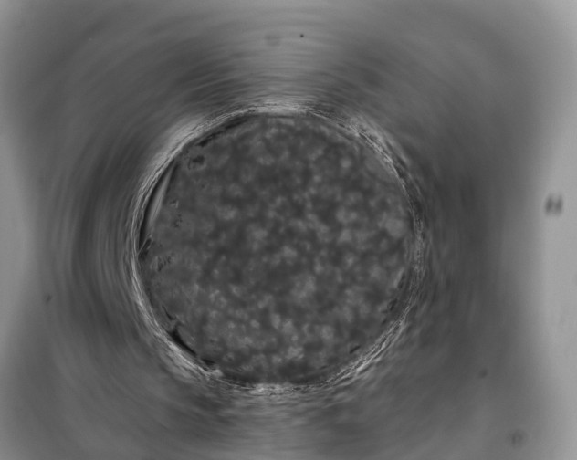 X0000097970145200804071107