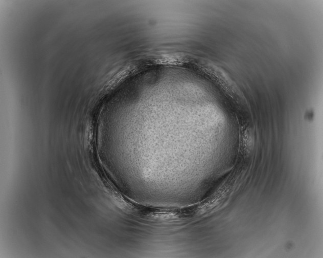 X0000097970322200804071105