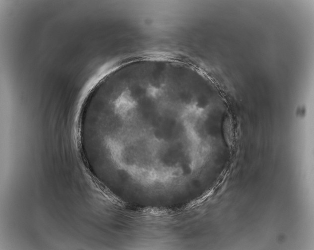 X0000097970343200804071104