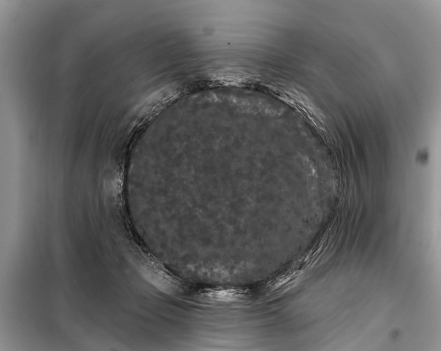 X0000097970365200804071104