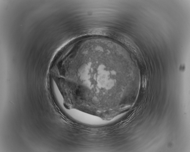 X0000097970388200804071104