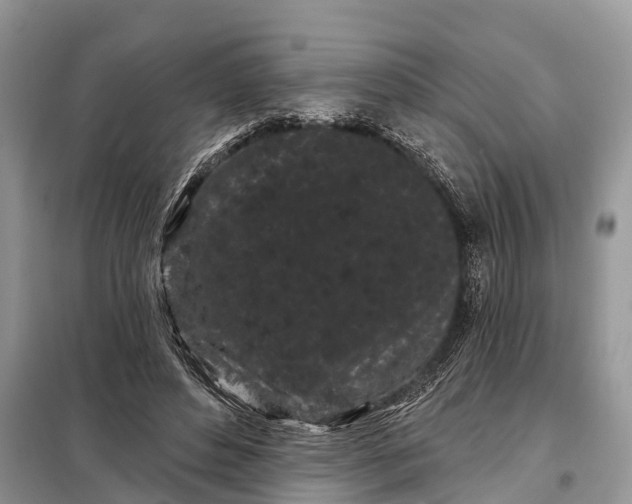 X0000097970496200804071102