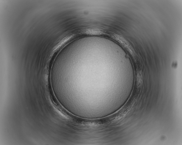 X0000097970533200804071101