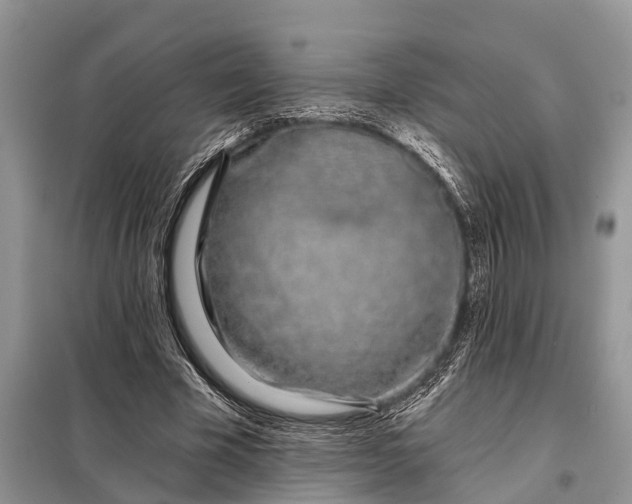 X0000097970585200804071101