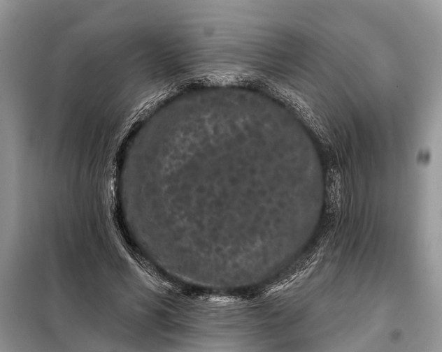 X0000097970590200804071101