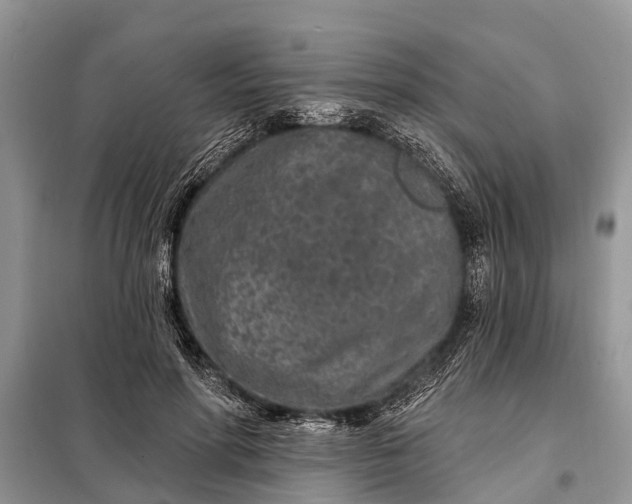 X0000097970598200804071101