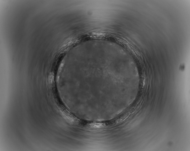 X0000097970711200804071058