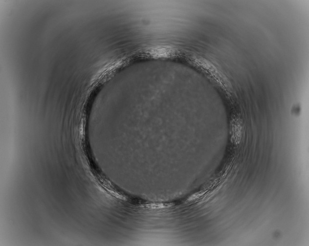 X0000097970740200804071058