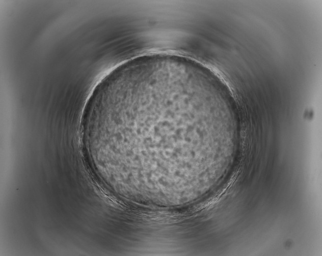 X0000097970879200804071055