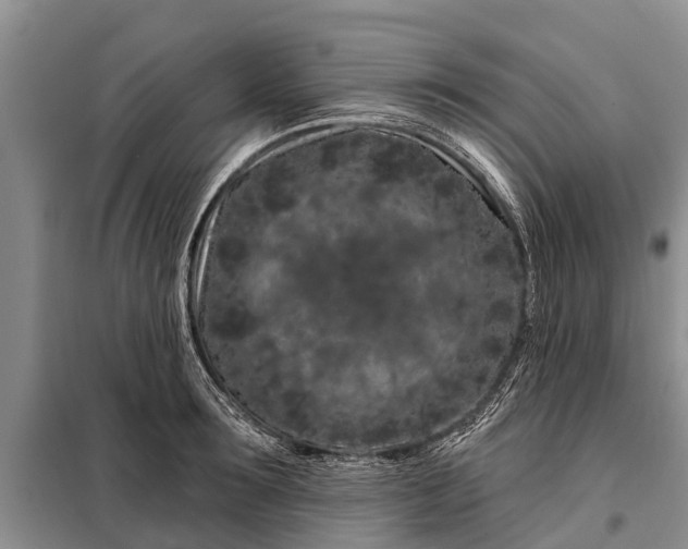 X0000097970899200804071055