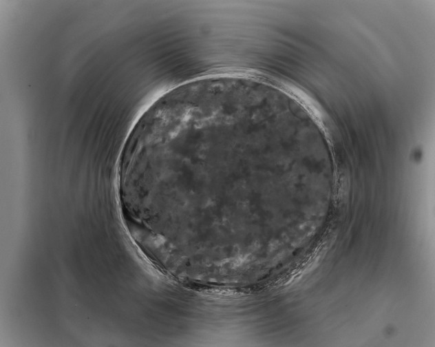 X0000097970907200804071055