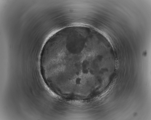 X0000097970995200804071053