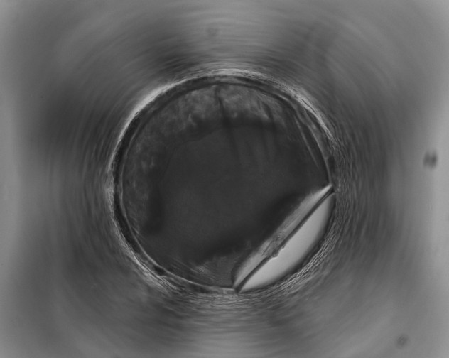 X0000097971024200804071053