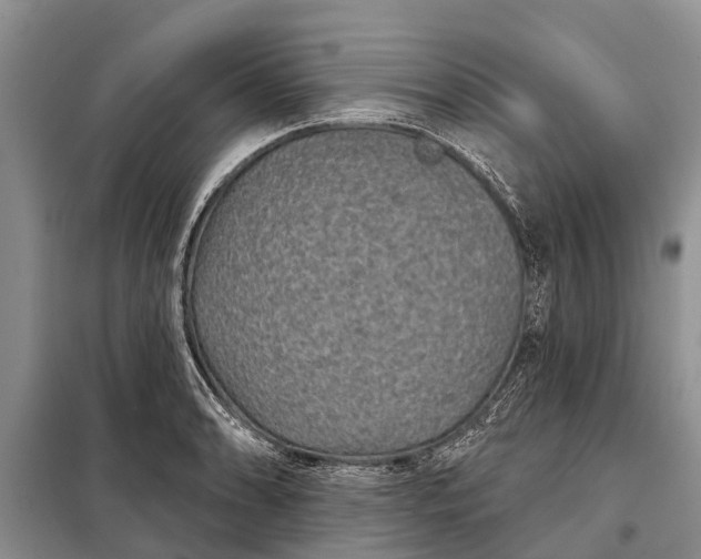 X0000097971086200804071052