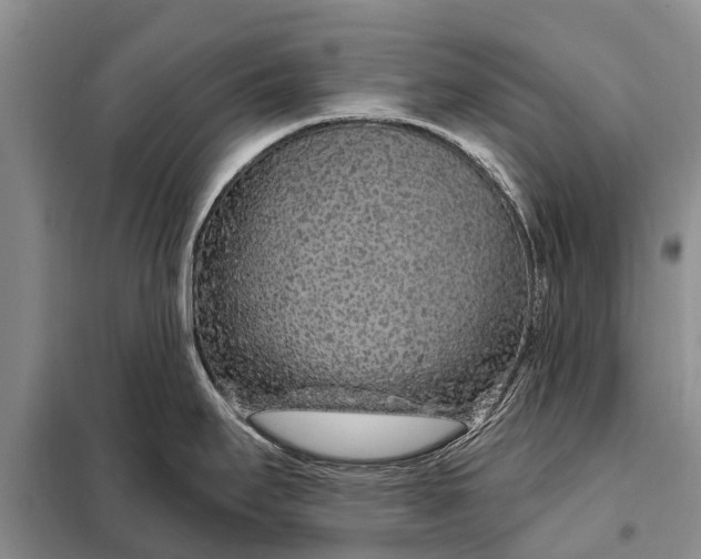 X0000097971295200804071048