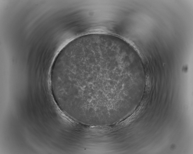 X0000097971466200804071045