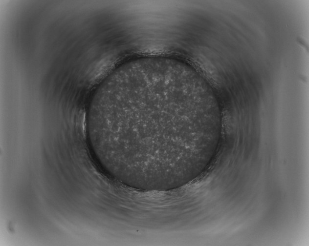 X0000097970024200804141104