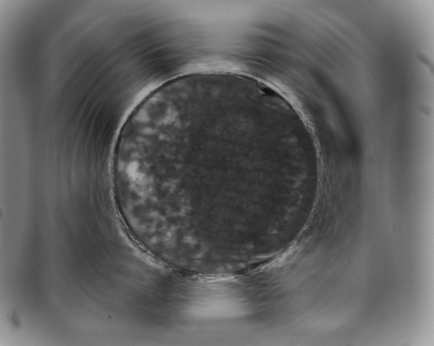 X0000097970864200804141050