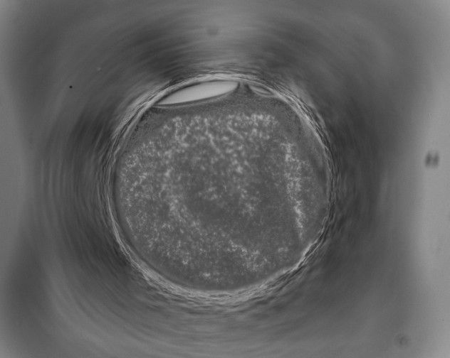 X0000097970001200804211024