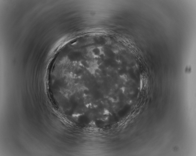 X0000097970339200804211017