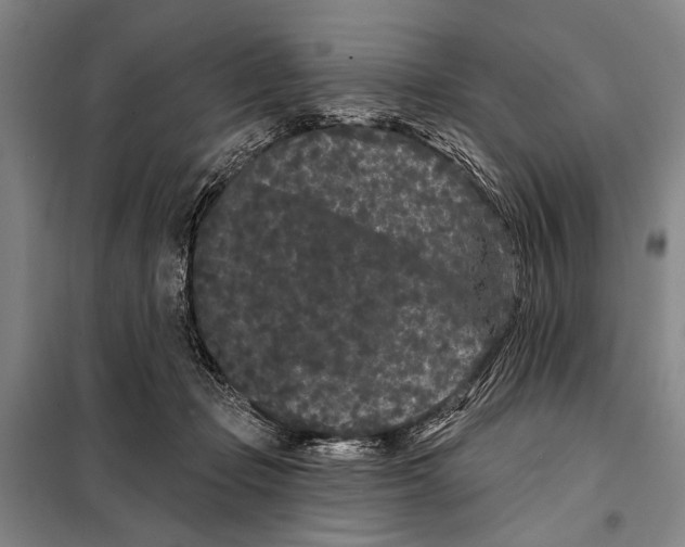 X0000097970365200804211018
