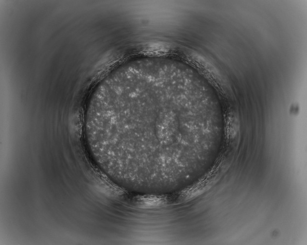 X0000097970370200804211018