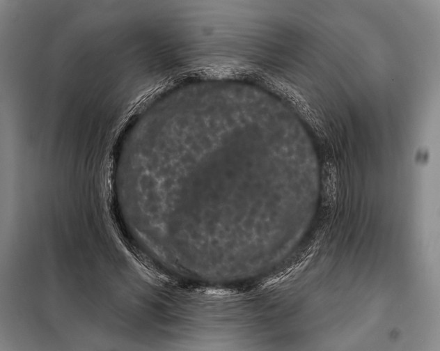 X0000097970590200804211013