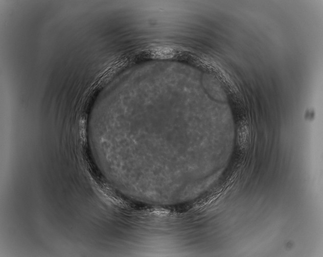 X0000097970598200804211013