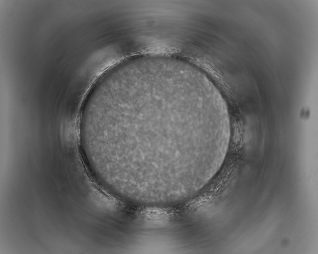 X0000097970632200804211012