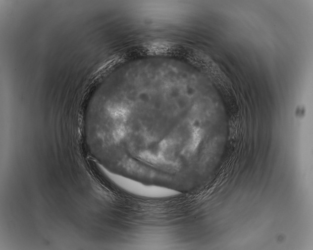 X0000097970648200804211012