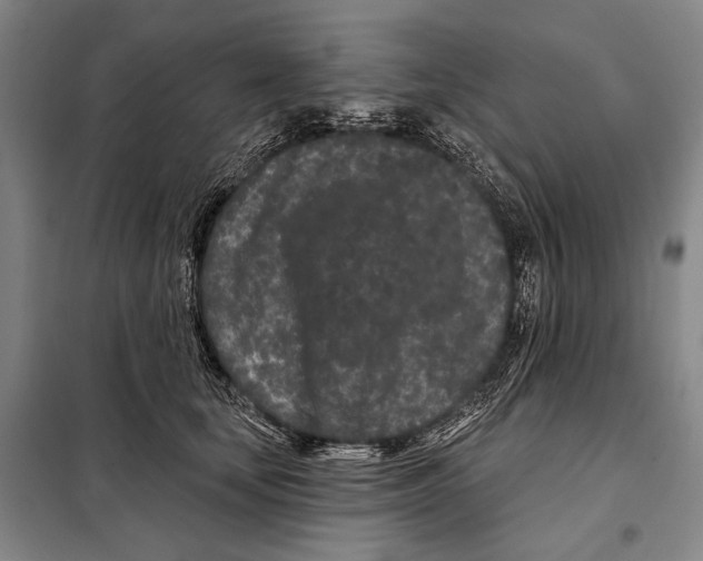 X0000097970659200804211013