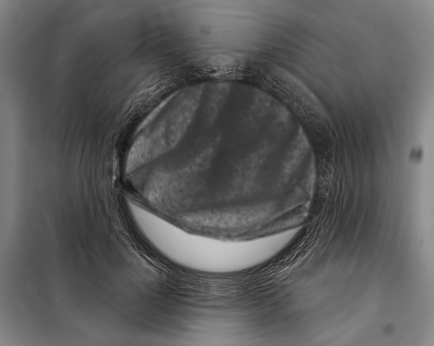 X0000097970748200804211011