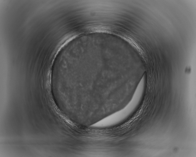 X0000097970790200804211010