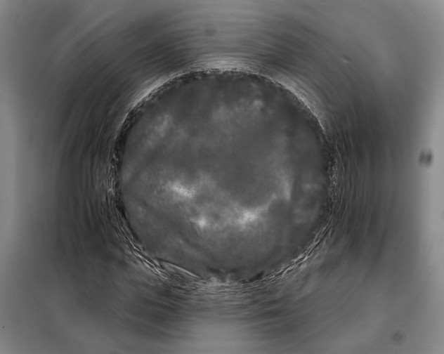 X0000097970823200804211009