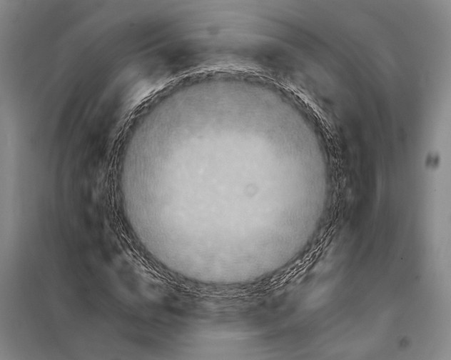 X0000097970824200804211009