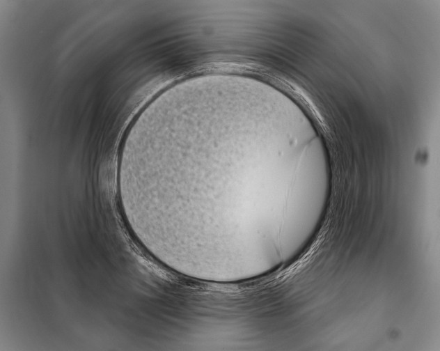 X0000097970844200804211009