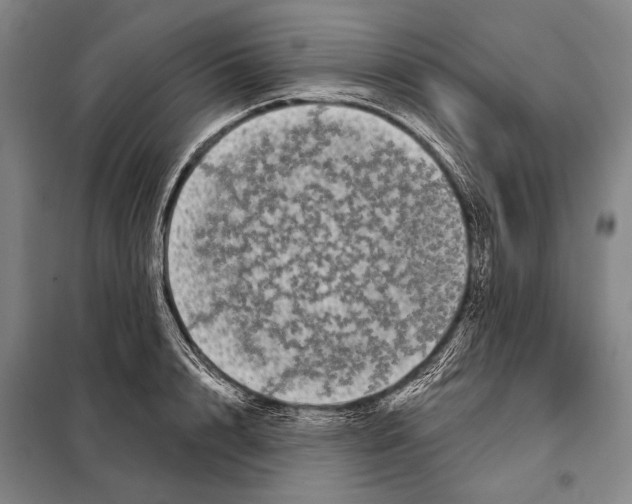 X0000097970848200804211009