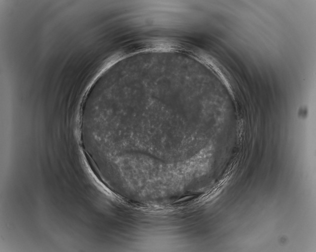 X0000097970851200804211009