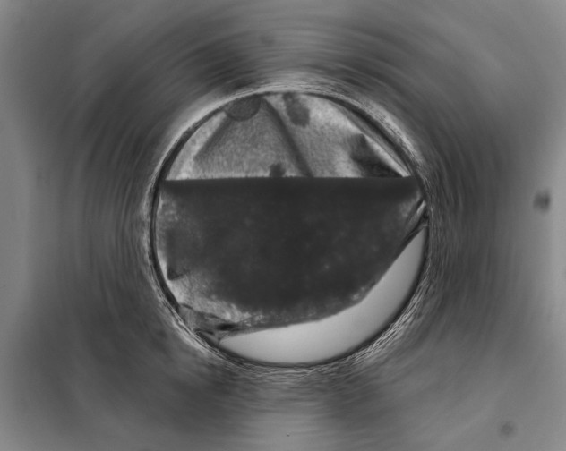 X0000097970854200804211009
