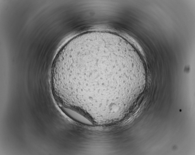 X0000097970855200804211010
