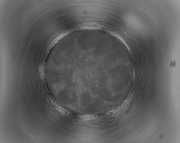 X0000097970874200804211009
