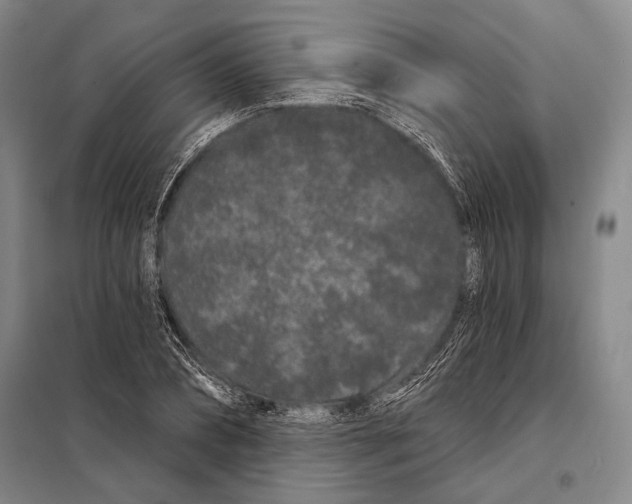 X0000097970882200804211008