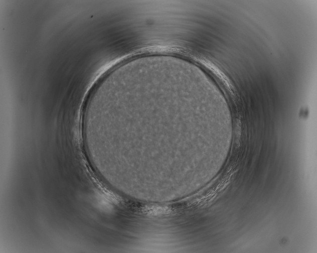 X0000097970886200804211008