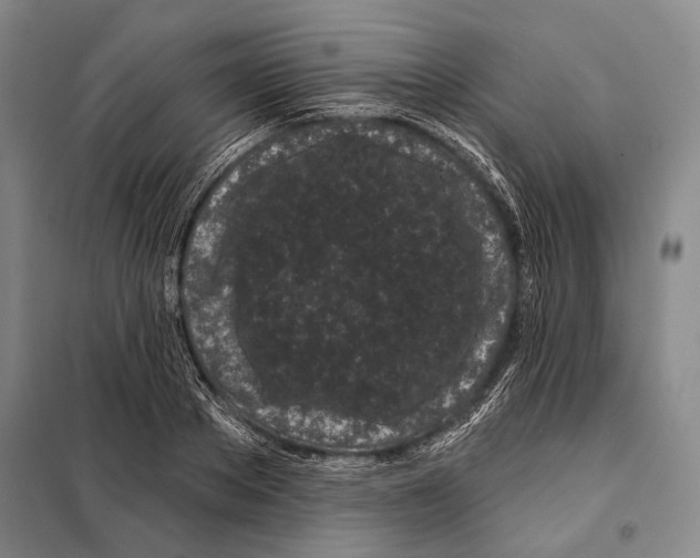 X0000097970889200804211008