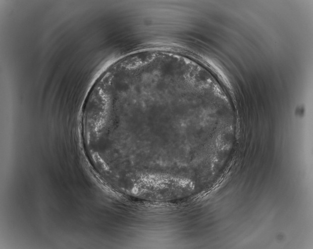 X0000097970899200804211008
