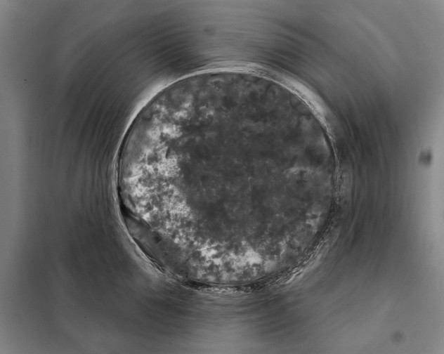 X0000097970907200804211008