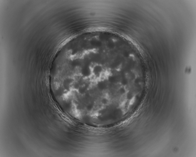 X0000097970921200804211007